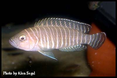 Neolamprologus similis